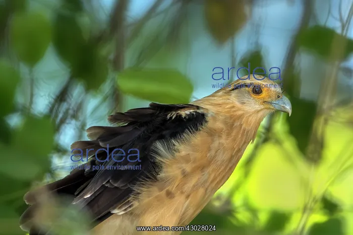  : Yellow-headed Caracara, Los Llanos, Colombia