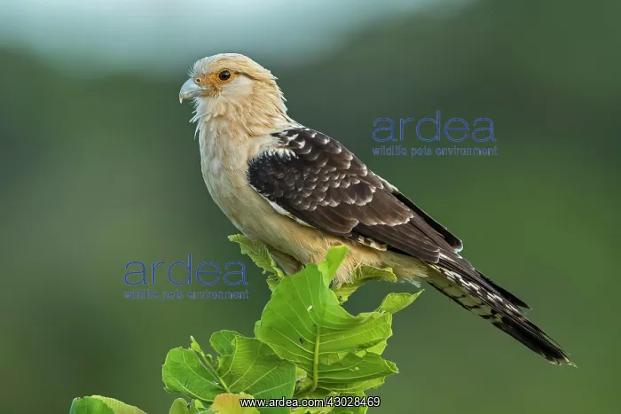  : Yellow-headed Caracara, Los Llanos, Colombia