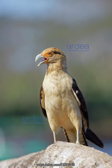  : Yellow Headed Caracara Milvago chimachima Tarcoles, Costa Ri