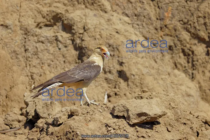 : Yellow Headed Caracara Milvago chimachima Tarcoles, Costa Ri : Yellow Headed Caracara Milvago chimachima Tarcoles, Costa Ri