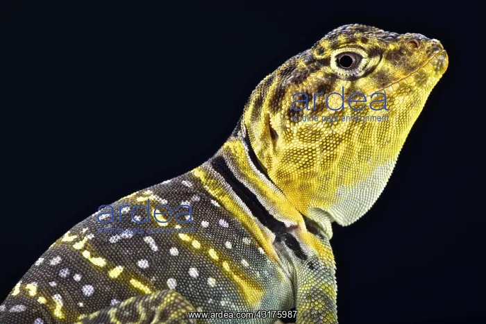 : Yellow headed collared Lizard (Crotaphytus collaris : Yellow headed collared Lizard (Crotaphytus collaris