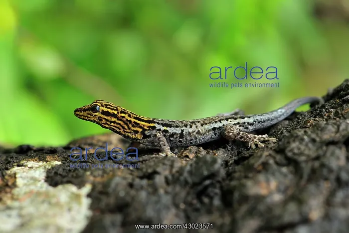 : Yellow-headed Dwarf Gecko / Dwarf Yellow-headed Gecko : Yellow-headed Dwarf Gecko / Dwarf Yellow-headed Gecko