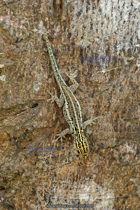 : Yellow-headed Dwarf Gecko / Dwarf Yellow-headed Gecko : Yellow-headed Dwarf Gecko / Dwarf Yellow-headed Gecko