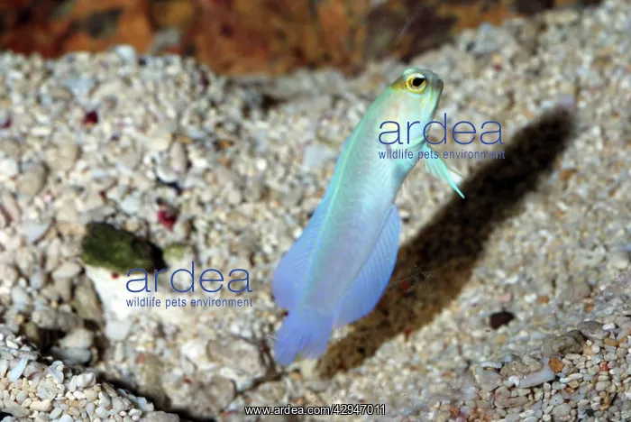  : Yellow-headed Jawfish - displaying outside its