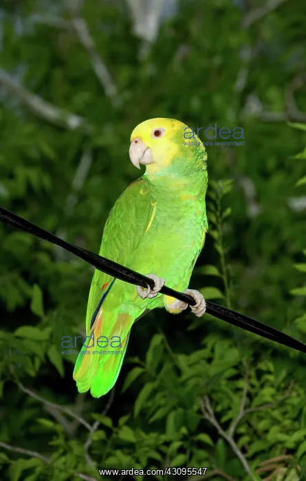 : Yellow-headed Parrot : Yellow-headed Parrot