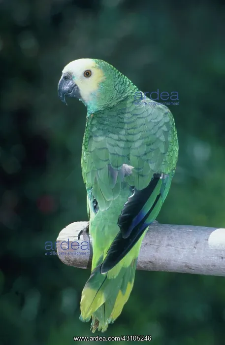 : Yellow-headed Parrot : Yellow-headed Parrot