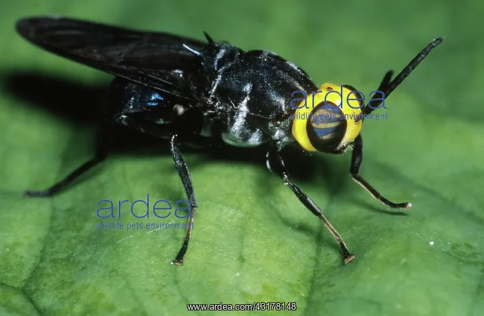 : Yellow-headed Wasp Fly : Yellow-headed Wasp Fly