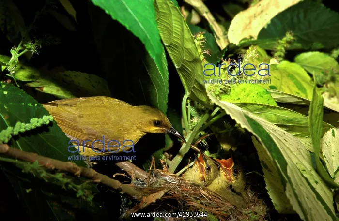: Yellow honeyeater feeding chicks : Yellow honeyeater feeding chicks