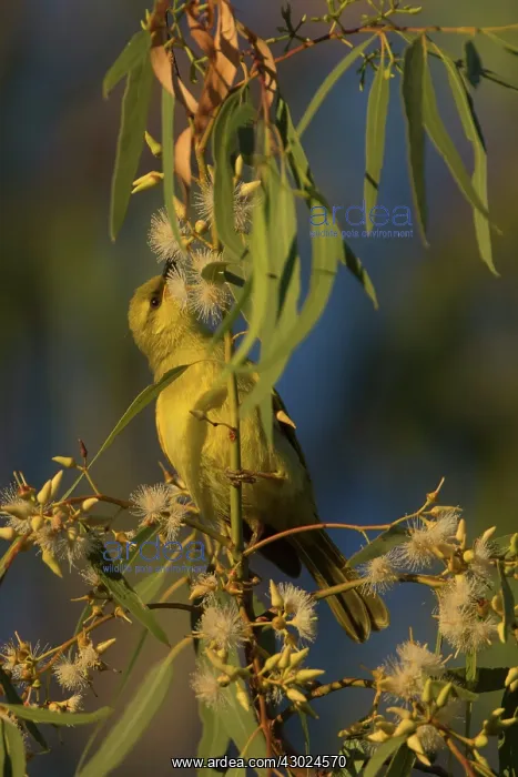 : Yellow Honeyeater Feeding on eucalypt flowers at Georg : Yellow Honeyeater Feeding on eucalypt flowers at Georg