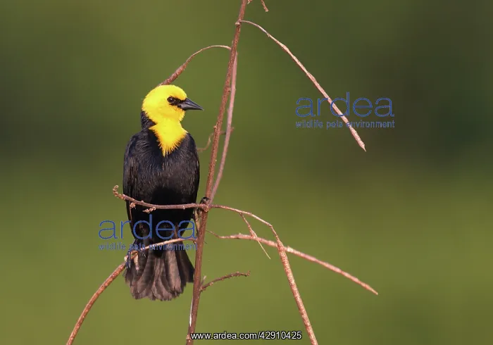 : Yellow-hooded Blackbird : Yellow-hooded Blackbird