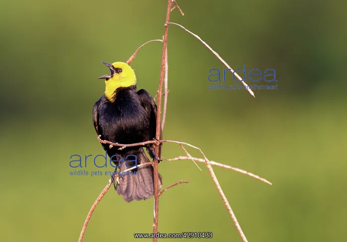  : Yellow-hooded Blackbird
