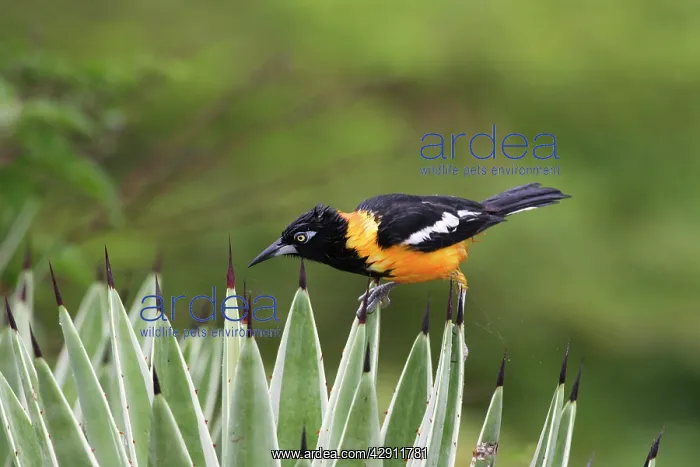 : Yellow-hooded Blackbird : Yellow-hooded Blackbird