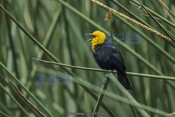 : Yellow-hooded Blackbird (Chrysomus icterocephalus : Yellow-hooded Blackbird (Chrysomus icterocephalus