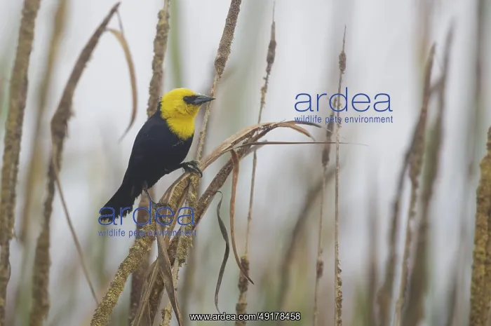 : Yellow-hooded Blackbird (Chrysomus icterocephalus) male : Yellow-hooded Blackbird (Chrysomus icterocephalus) male