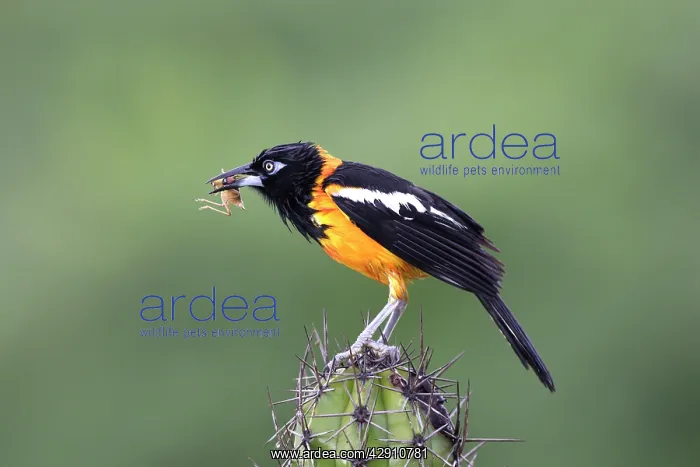: Yellow-hooded Blackbird - with grasshopper in beak : Yellow-hooded Blackbird - with grasshopper in beak