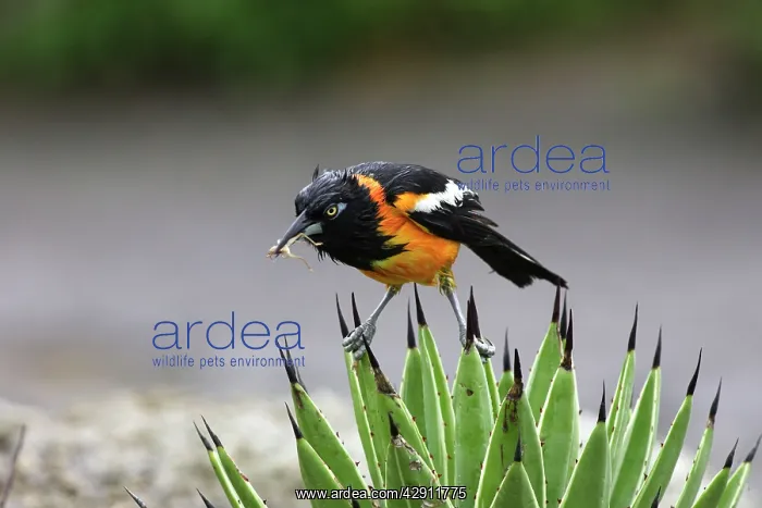 : Yellow-hooded Blackbird - with insect in beak : Yellow-hooded Blackbird - with insect in beak