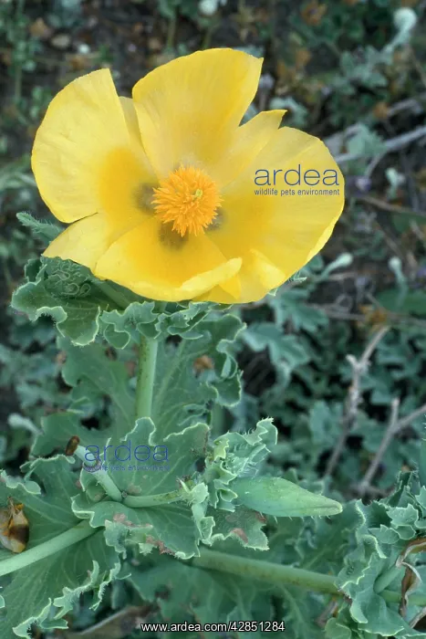 : Yellow-Horned POPPY : Yellow-Horned POPPY