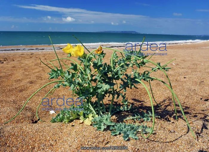 : Yellow-Horned Poppy : Yellow-Horned Poppy