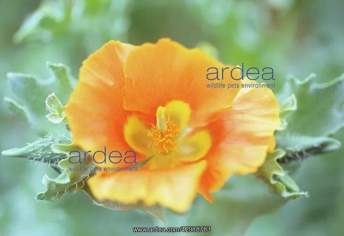: Yellow Horned Poppy : Yellow Horned Poppy