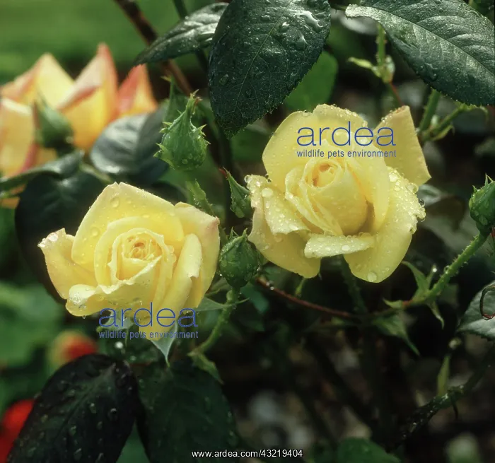 : Yellow hybrid tea rose : Yellow hybrid tea rose