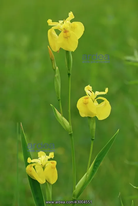  : Yellow Iris