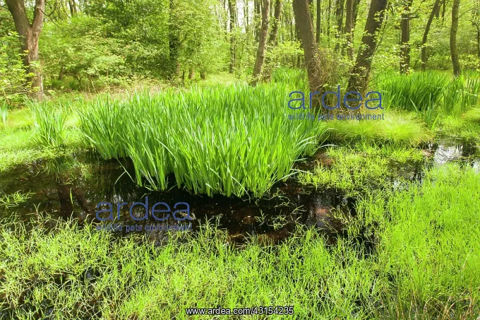 : Yellow Iris : Yellow Iris