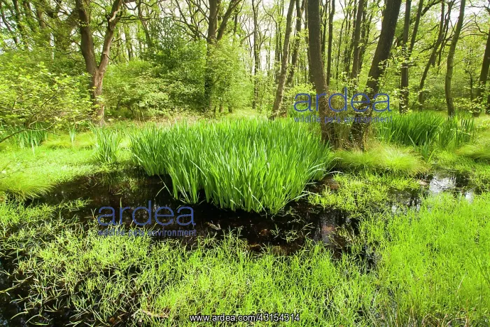 : Yellow Iris : Yellow Iris