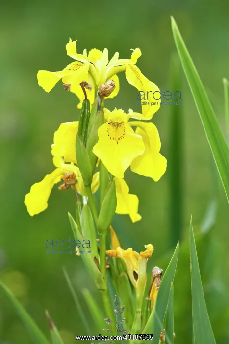 : Yellow Iris : Yellow Iris