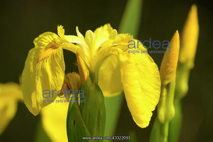: Yellow Iris : Yellow Iris