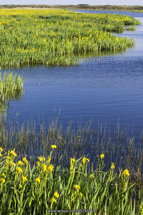 : Yellow Iris - flowering on edge of lagoon, Island : Yellow Iris - flowering on edge of lagoon, Island