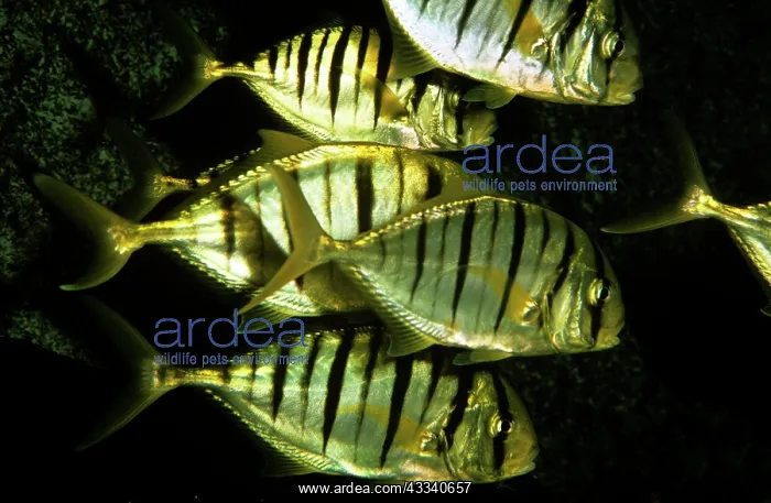 : Yellow Jack Fish : Yellow Jack Fish