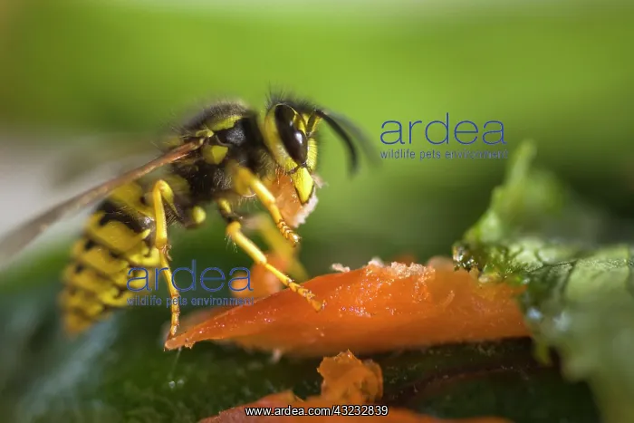 : Yellow Jacket munching on Salmon : Yellow Jacket munching on Salmon