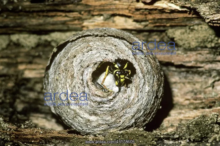 : Yellow Jacket at Nest : Yellow Jacket at Nest