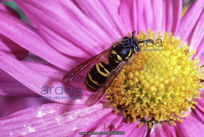 : Yellow Jacket Wasp : Yellow Jacket Wasp