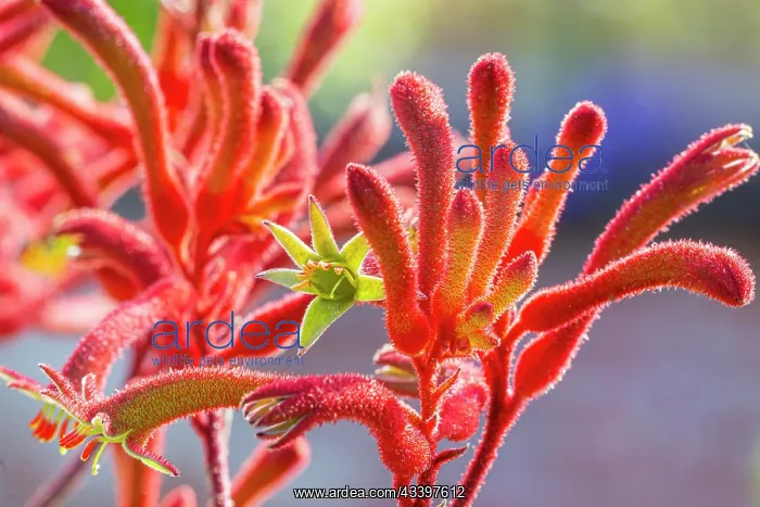 : Yellow kangaroo paw, Anigozanthos flavidus, flowers : Yellow kangaroo paw, Anigozanthos flavidus, flowers