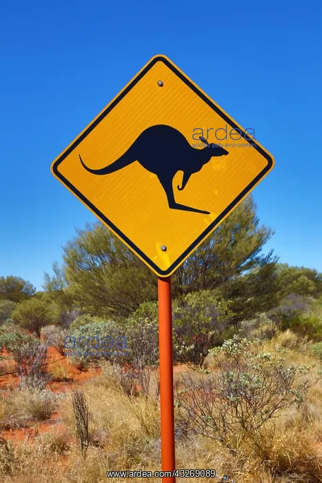 : Yellow kangaroo wildife warning sign at Uluru, Ayers : Yellow kangaroo wildife warning sign at Uluru, Ayers
