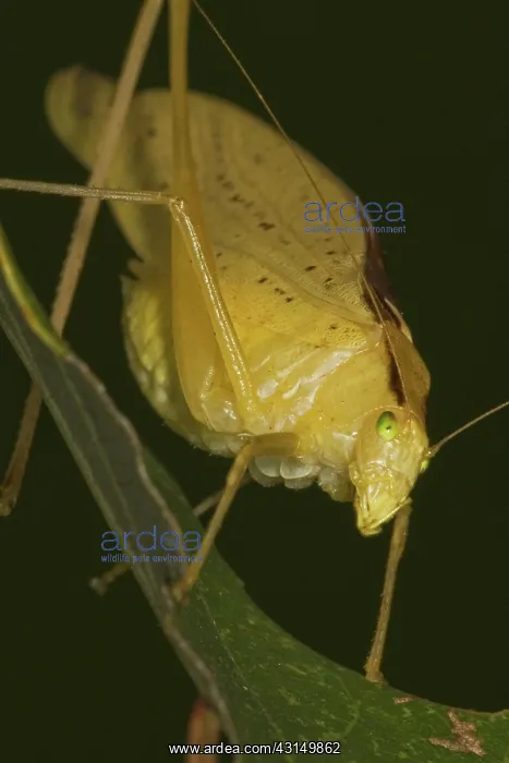 : Yellow Katydid