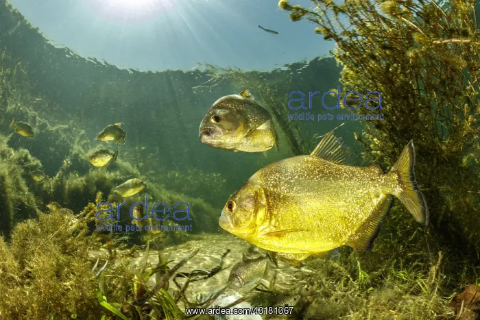 : Yellow King Piranha, Gold Dust Piranha, Golden Red : Yellow King Piranha, Gold Dust Piranha, Golden Red