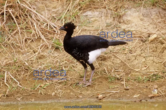 : Yellow-knobbed Curassow : Yellow-knobbed Curassow