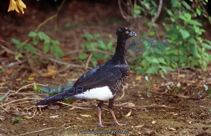: Yellow-knobbed Curassow - female : Yellow-knobbed Curassow - female