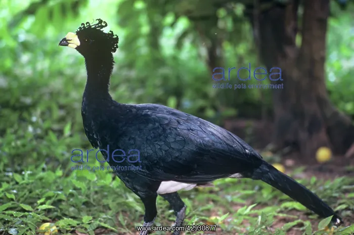 : Yellow-knobbed Curassow - feral male : Yellow-knobbed Curassow - feral male