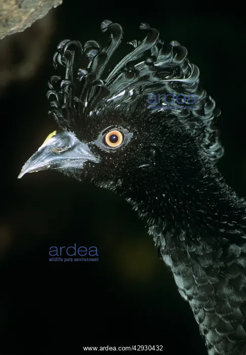 : YELLOW-KNOBBED CURASSOW - HEAD : YELLOW-KNOBBED CURASSOW - HEAD