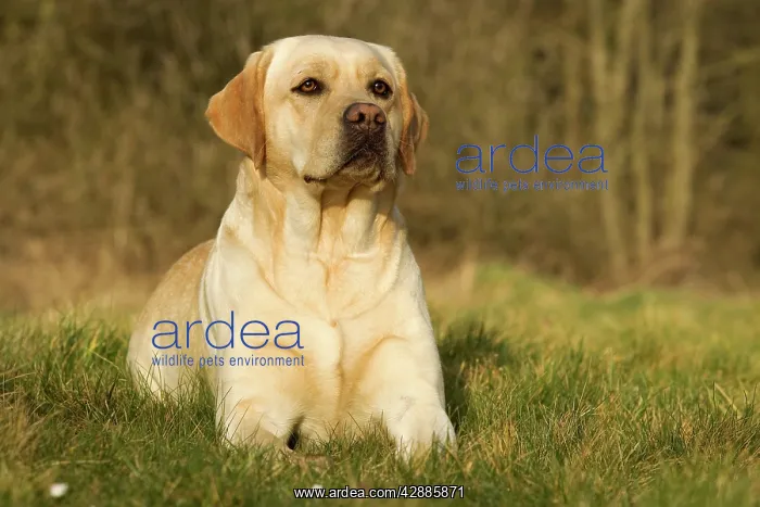  : Yellow Labrador