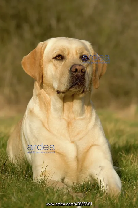  : Yellow Labrador
