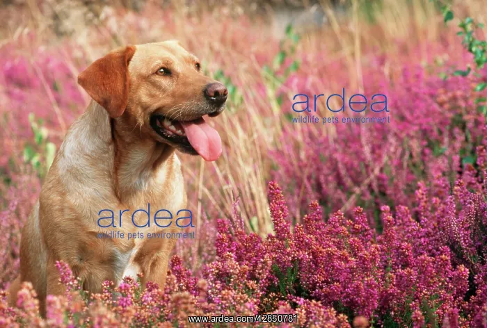 : Yellow Labrador Dog : Yellow Labrador Dog