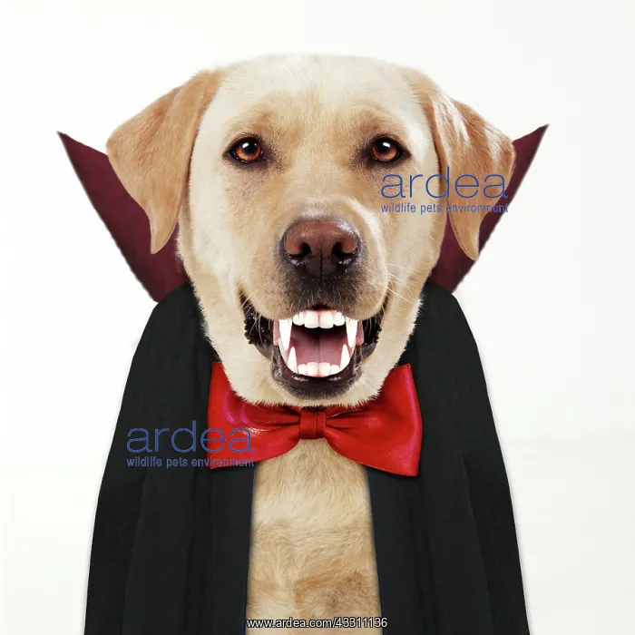 : Yellow Labrador Dog, dressed as Dracula with bow : Yellow Labrador Dog, dressed as Dracula with bow
