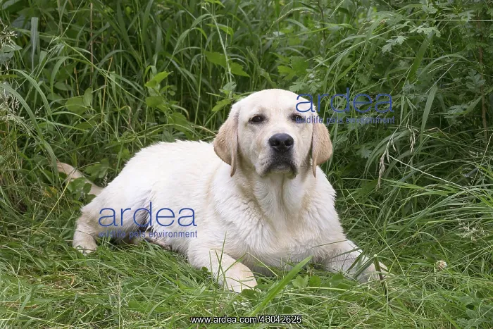  : Yellow Labrador dog outside