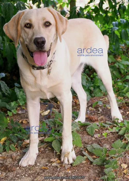 : Yellow Labrador dog portrait outdoors : Yellow Labrador dog portrait outdoors