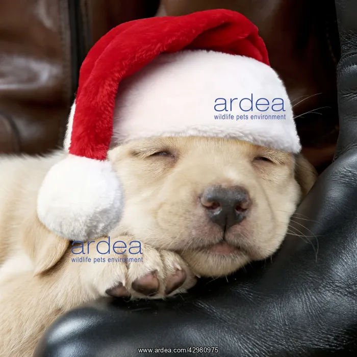 : Yellow Labrador Dog, puppy sleeping on riding : Yellow Labrador Dog, puppy sleeping on riding