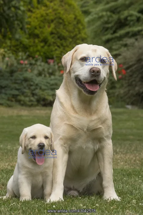  : Yellow Labrador dogs outside